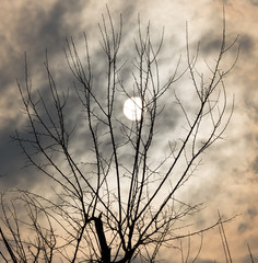 tree branches against the backdrop of the sunset
