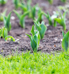 green leaves of a tulip in nature