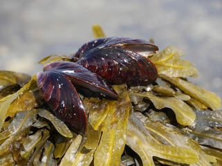 Muschel und Tang