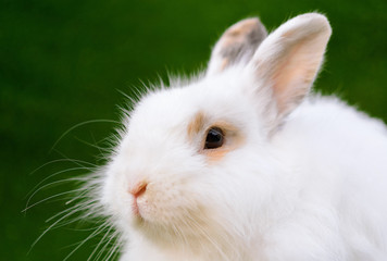 Decorative white angora rabbit closeup. Fluffy and cute bunny.