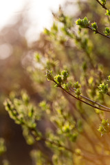 small leaves on a tree in spring