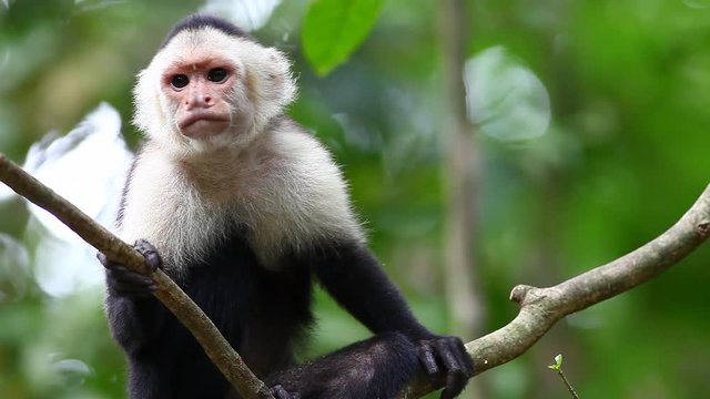 A Wild White-faced Capuchin (Cebus capucinus) monkey grooming