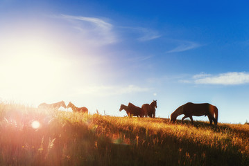 horses