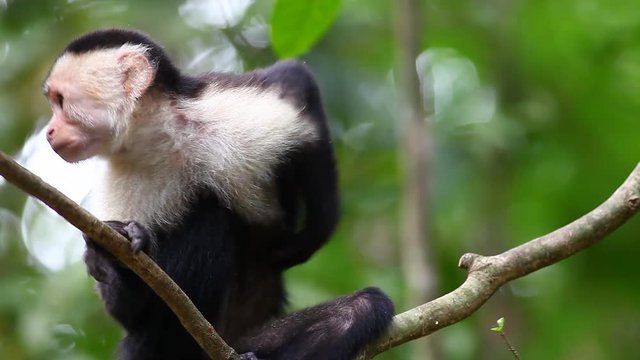 A Wild White-faced Capuchin (Cebus capucinus) monkey eating fruit