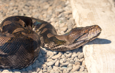 snake in the nature