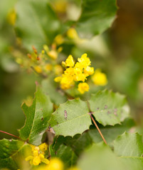 small yellow flower in nature