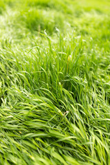 Young green grass in nature as a background