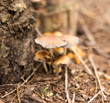 mushroom in the forest in nature
