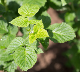 young raspberry leaves in nature