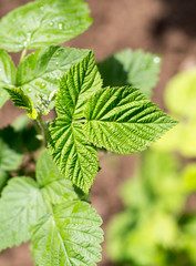 young raspberry leaves in nature