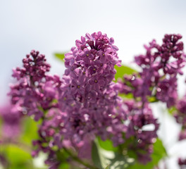 beautiful lilac flowers in nature