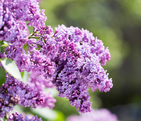 Obraz premium beautiful lilac flowers in nature