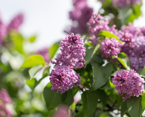 beautiful lilac flowers in nature