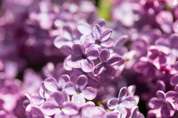 Fototapeta na wymiar beautiful lilac flowers in nature