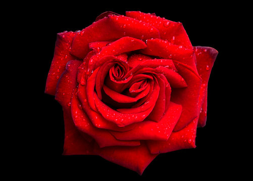 Fototapeta Red rose with water drops isolated on black background