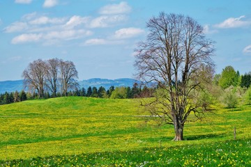 Frühlingswiese im Voralpenland
