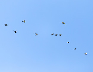a flock of pigeons in the sky