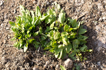 sorrel in the garden on the nature