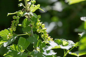 young branches currant