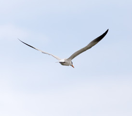 seagull in flight in the sky