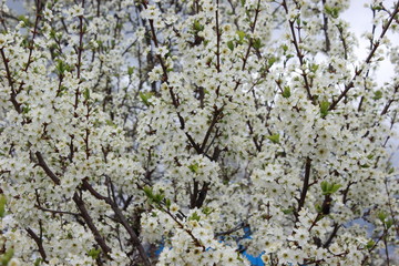 Природный фон. Цветущее дерево. Весеннее настроение, природа просыпается