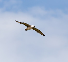 seagull in flight in the sky