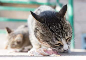 cat eats meat on nature