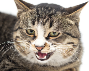 Frightened kitten lying in front. Isolated on white background. looking away