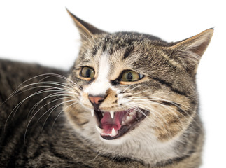 Obraz premium Frightened kitten lying in front. Isolated on white background. looking away