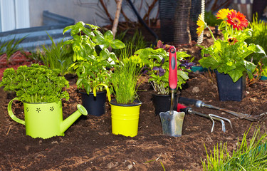 Parsley and  gardening tools in the garden.