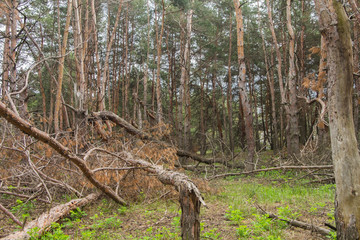 Ruined storm forest