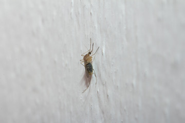 mosquito on the white wall. macro