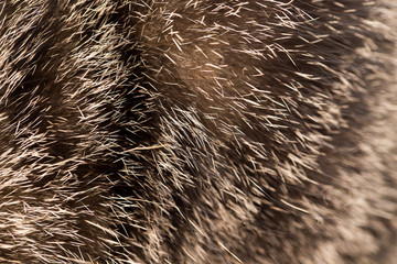 cat fur as background. texture