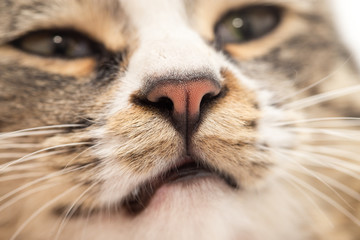 nose of a striped male cat