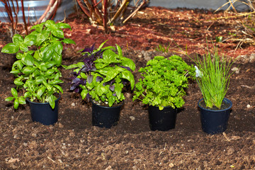 Parsley and basil in the garden.