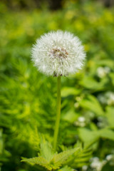 Lonely dandelion on grass