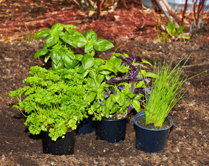 Parsley and basil in the garden.