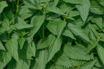 Naklejka na ściany i meble Lush foliage of nettle is as natural green background.