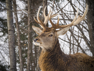 Elk in the winter woods