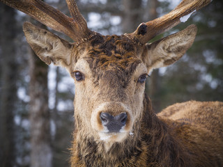 Elk in the winter woods