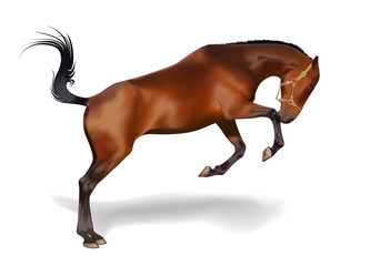 Brown Horse on White Background