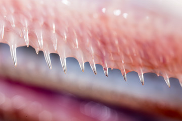 teeth pike fish. super macro