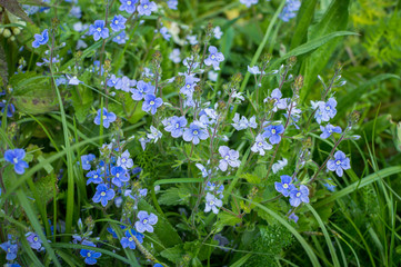 Obraz na płótnie Canvas Small blue flowers macro
