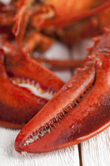 lobster crusher claw