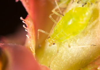 Extreme magnification - Green aphids on a plant
