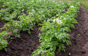 Fototapeta na wymiar Potato bushes blooming with white flowers growing on the plantat