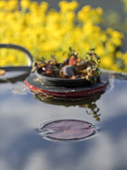 Water lily pad, Seerosenblatt