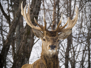 Elk in the winter woods