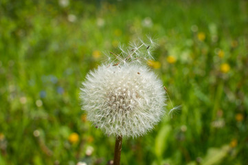 Lonely dandelion on grass