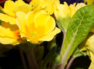 Obraz premium beautiful background of yellow flower